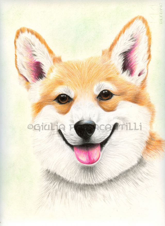 Pembroke Corgi